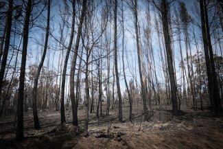 Indignación popular en Portugal ante la respuesta del gobierno a los mortíferos incendios forestales