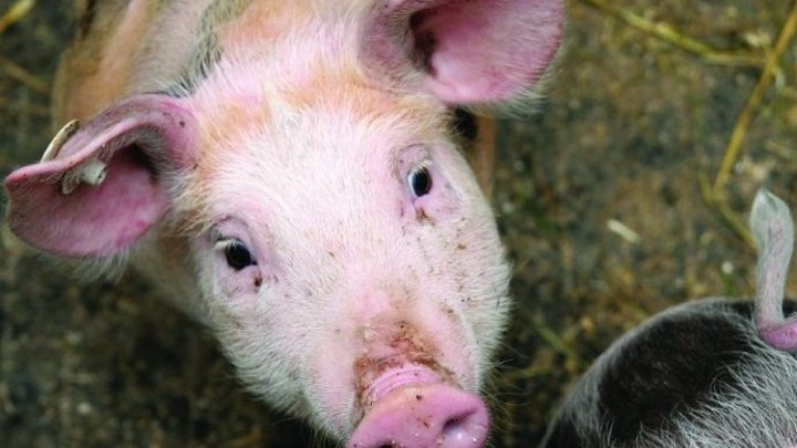 Stronger EU trade policy is needed to improve animal welfare