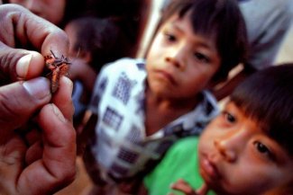 En Bolivie, vingt ans de lutte contre le mal silencieux de la maladie de Chagas